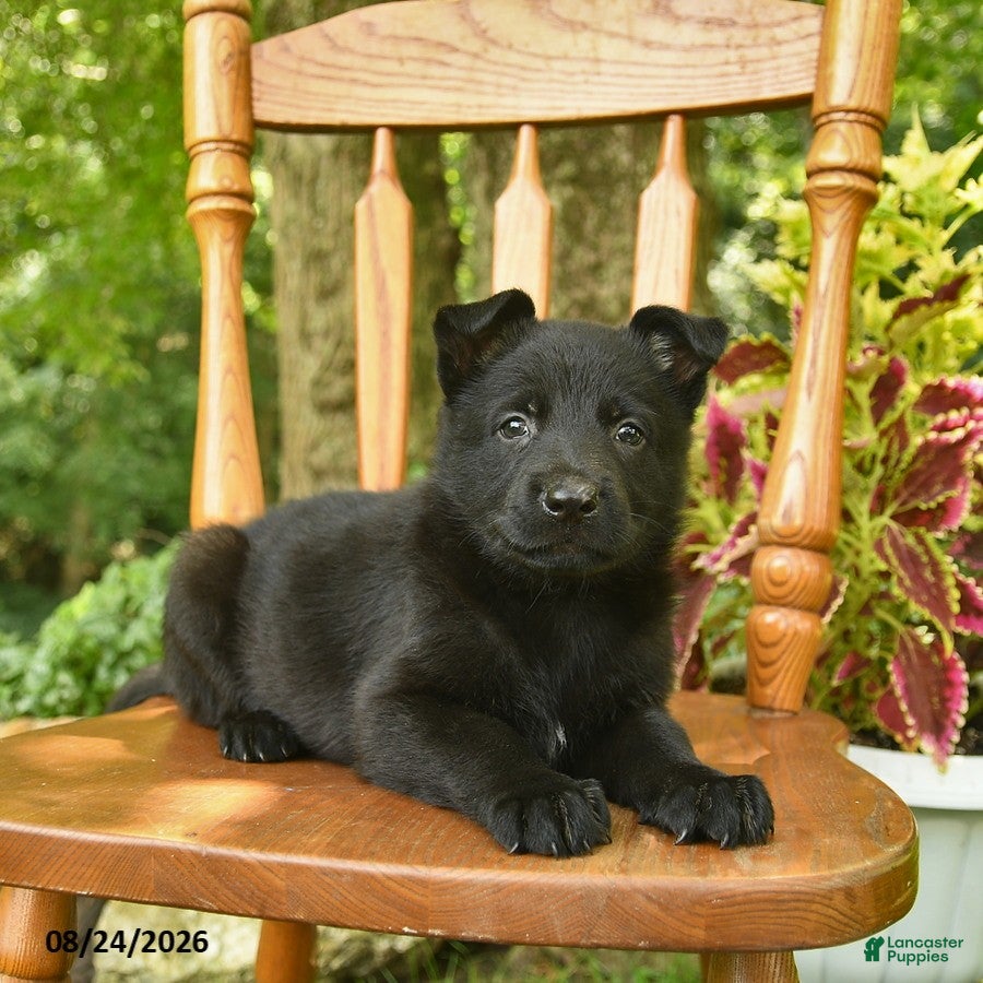 German Shepherd dogs Bloom  - Ad 2