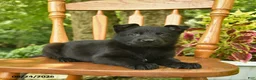 German Shepherd dogs for sale: Bloom  - Ad 2