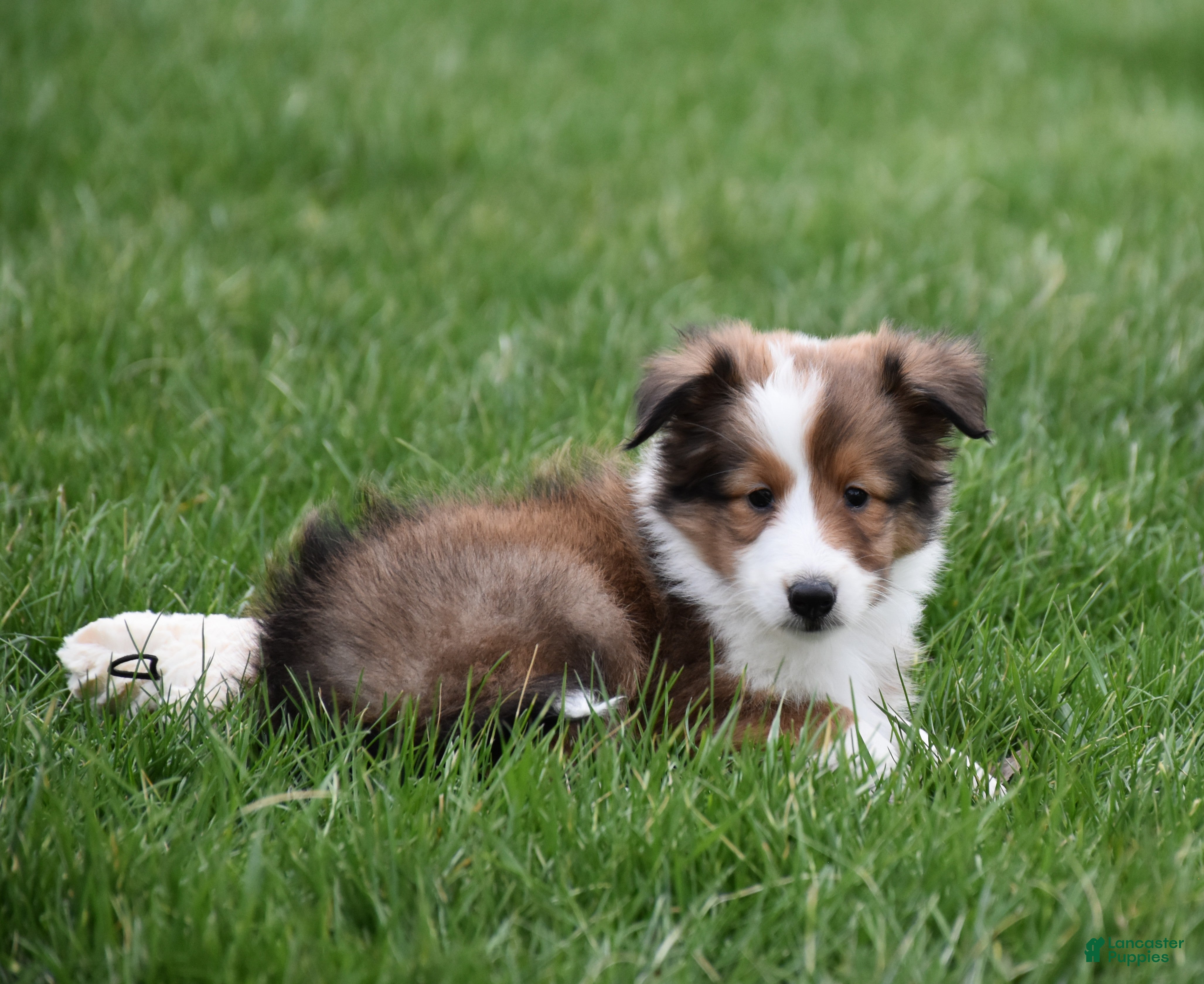 Shetland Sheepdog dogs Breezy - Ad 2