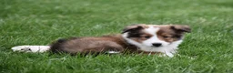 Shetland Sheepdog dogs for sale: Breezy - Ad 2