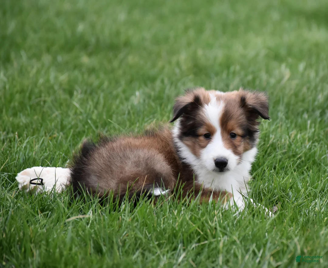 Shetland Sheepdog dogs for sale: Breezy - Ad 2