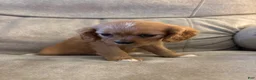 Mixed Breed dogs for sale: Charlette - Ad 3