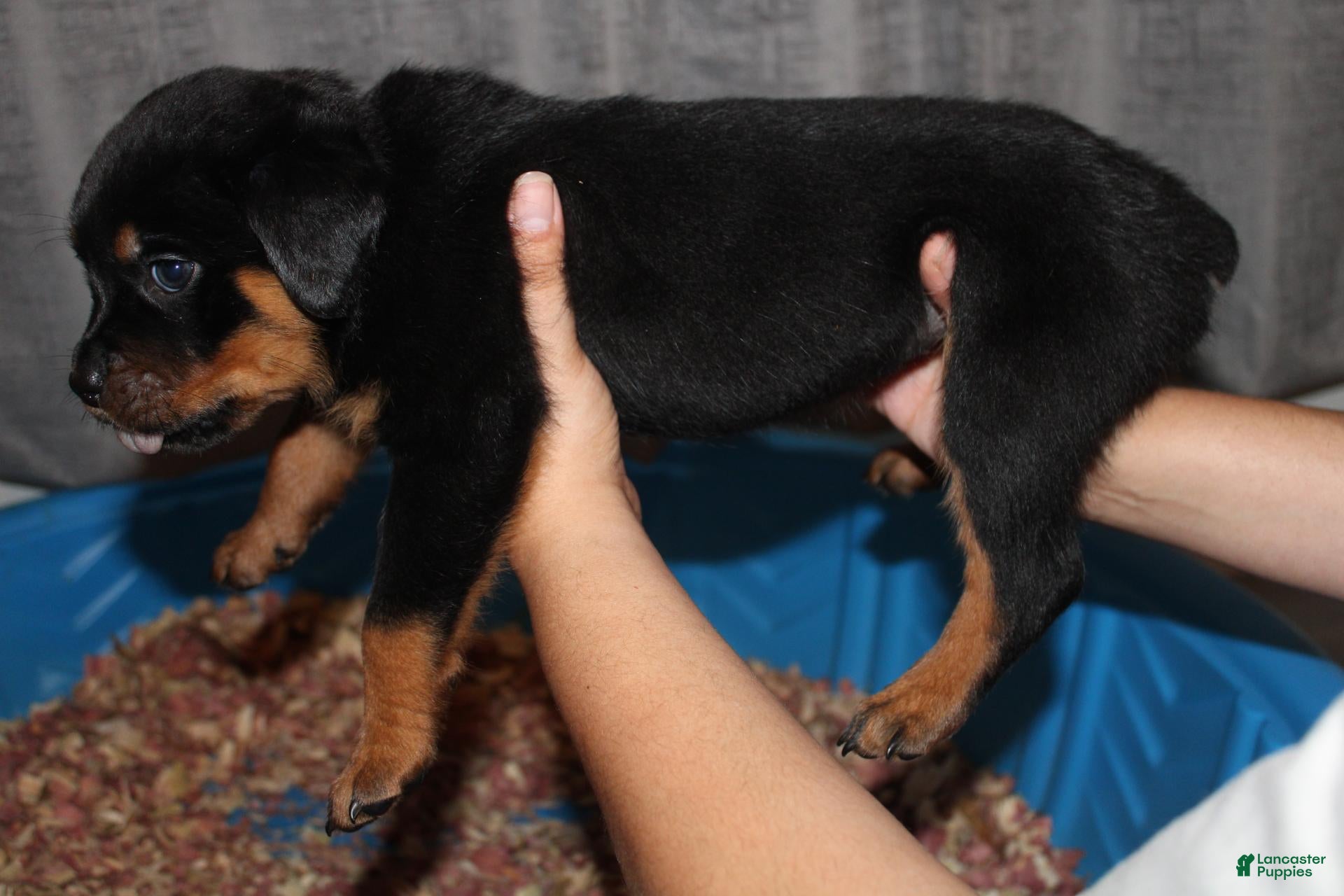 Rottweiler dogs Ms. Red - Ad 2
