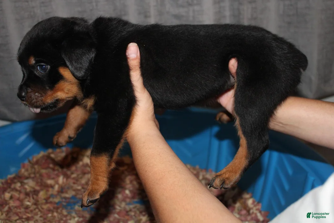 Rottweiler dogs for sale: Ms. Red - Ad 2