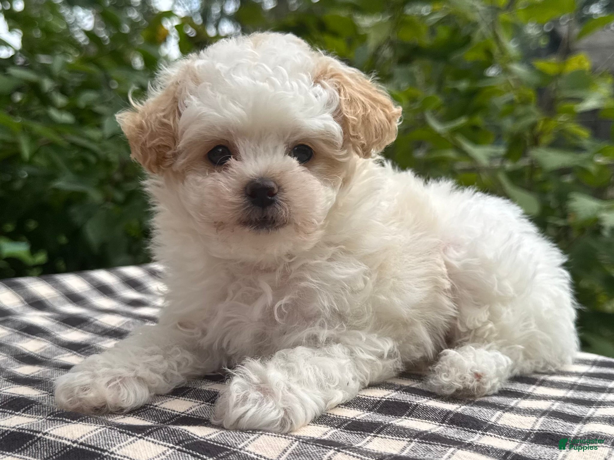 Miniature Poodle dogs Gage - Ad 2