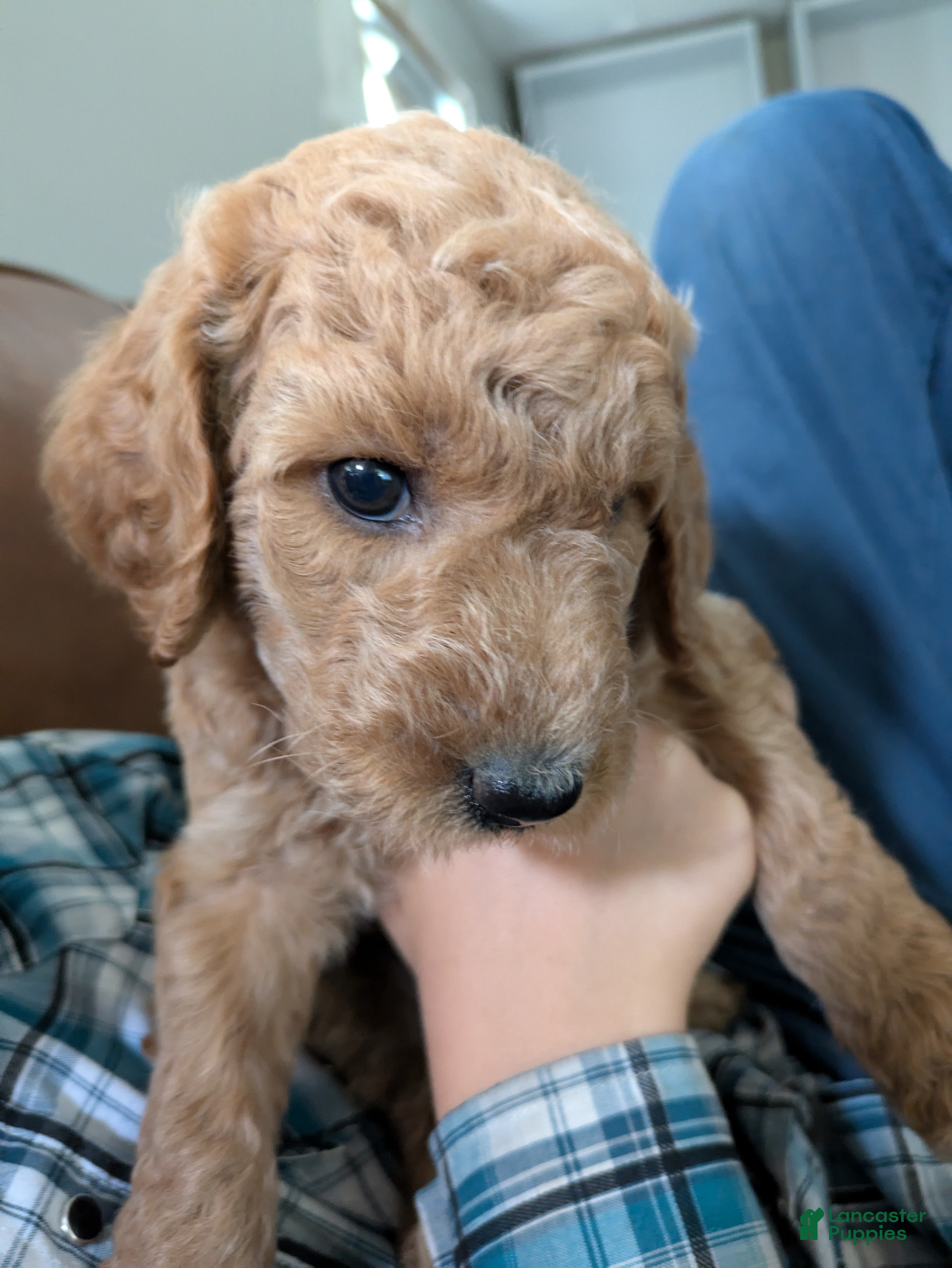 Goldendoodle dogs Petunia - Ad 1