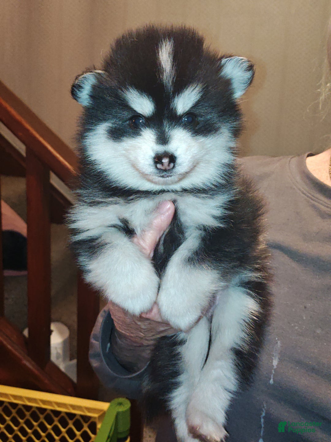 Pomsky dogs for sale: Pomsky Puppy 1 - Ad 1