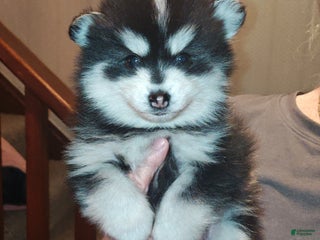 Pomsky dogs Pomsky Puppy 1 - Ad 35