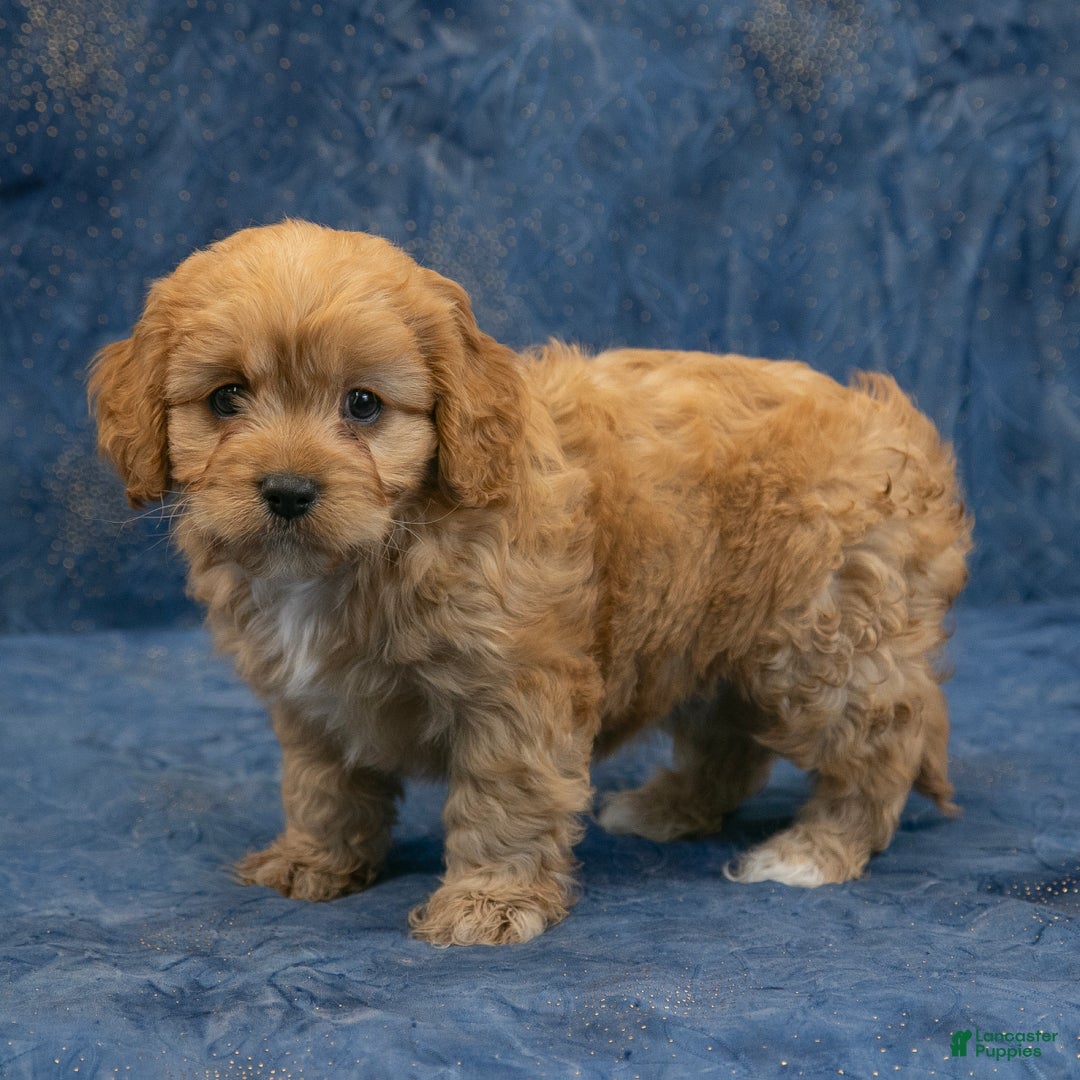 Cavapoo dogs for sale: Harley - Ad 3