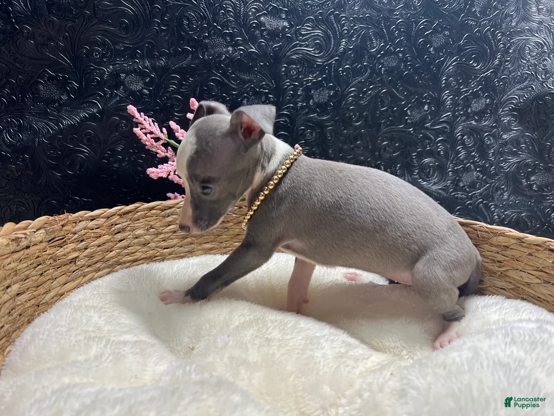 Italian Greyhound dogs for sale: Italian Greyhound 5 - Ad 10