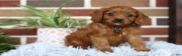 Cavapoo dogs for sale: Forrest - Ad 11