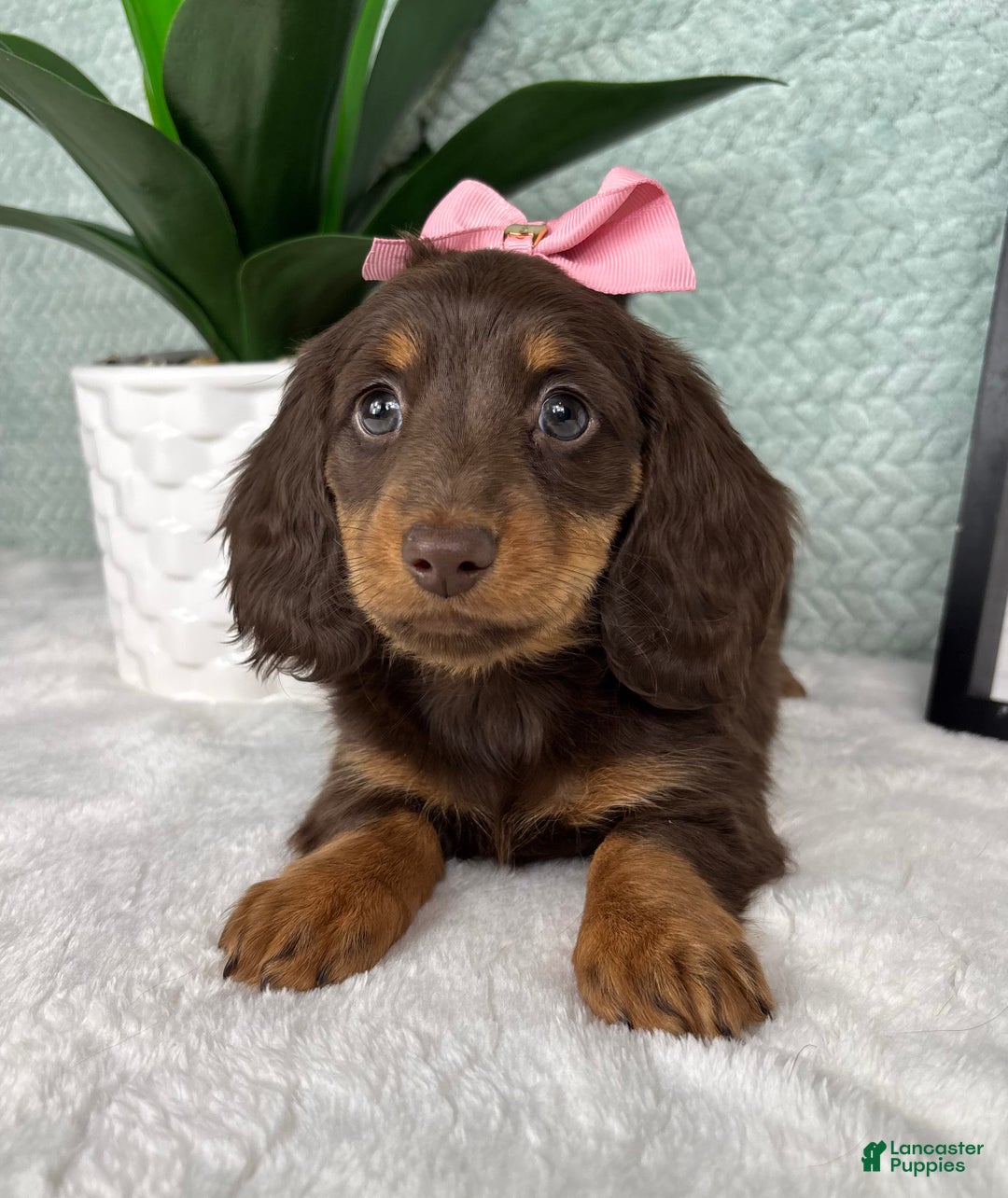 Miniature Dachshund dogs for sale: Dior  - Ad 1