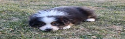 Australian Shepherd dogs for sale: Molly - Ad 1