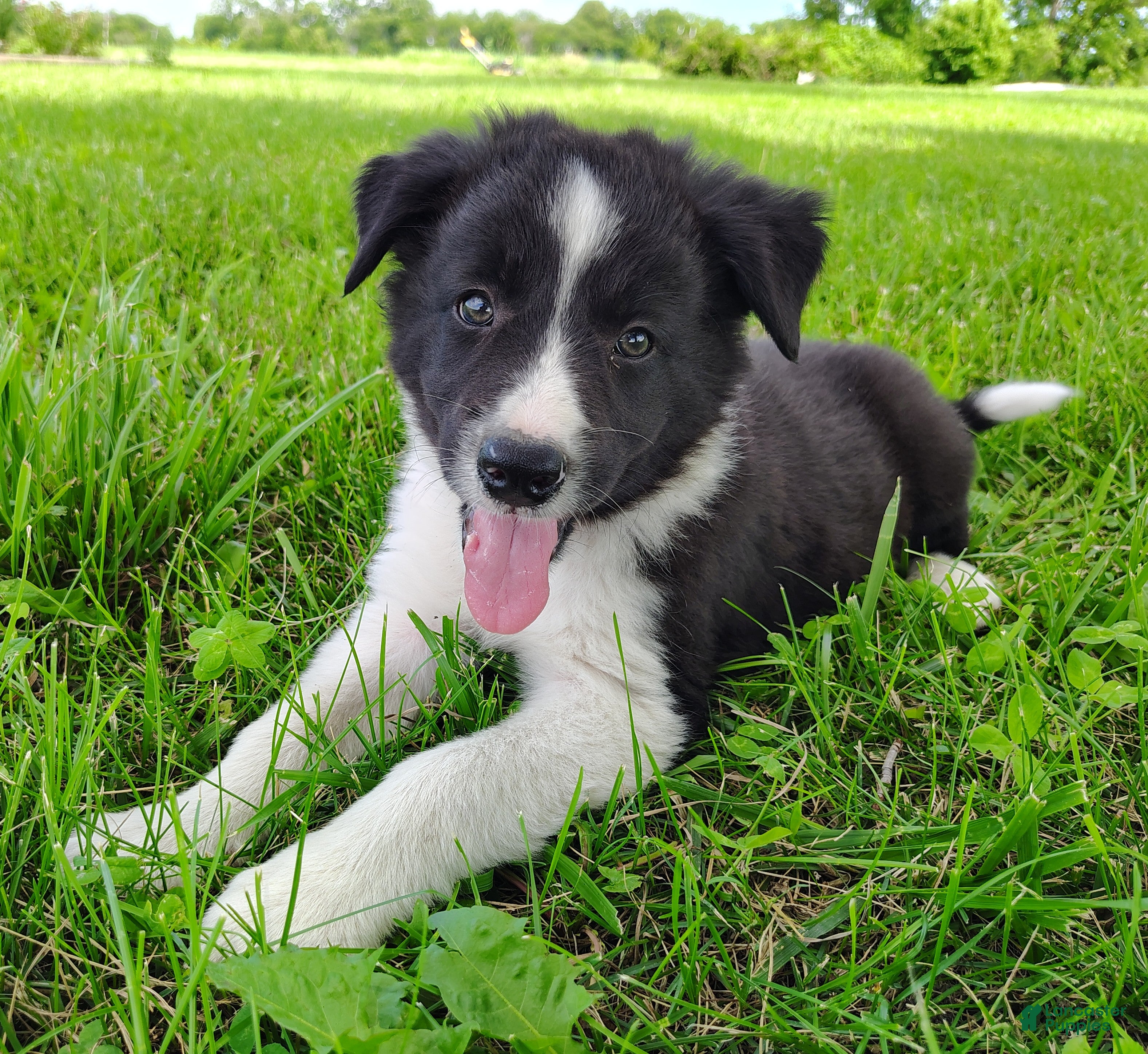 Border Collie dogs Denver - Ad 1