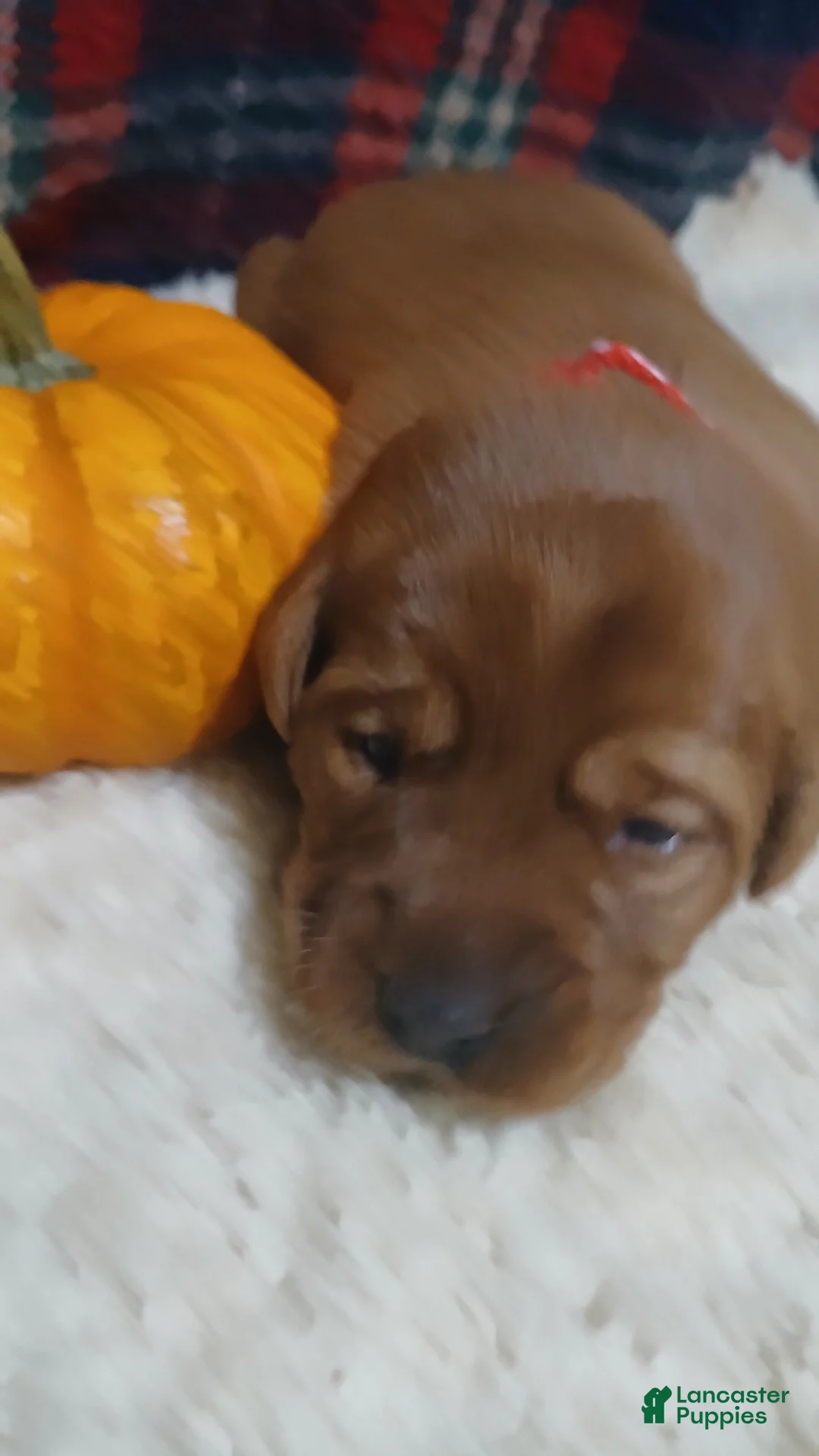Labrador Retriever dogs for sale: Willow - Ad 1