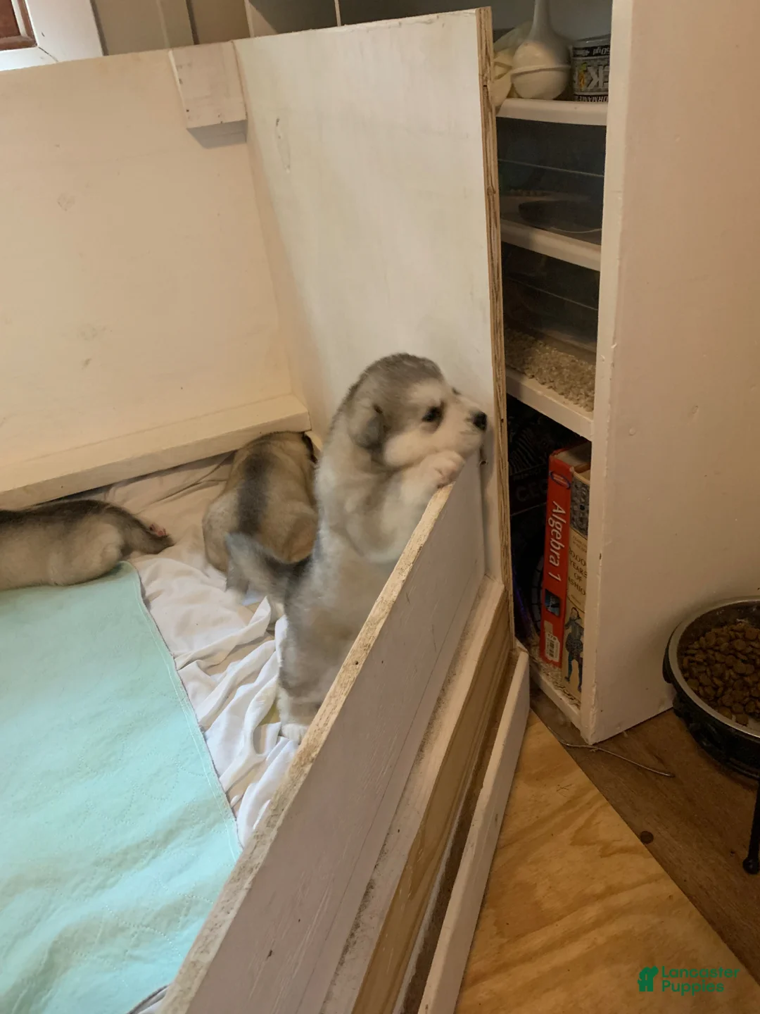 Alaskan Malamute dogs for sale: Tiny Tail - Ad 2