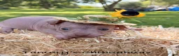 Chinese Crested dogs for sale: Chinese Crested 2 - Ad 5