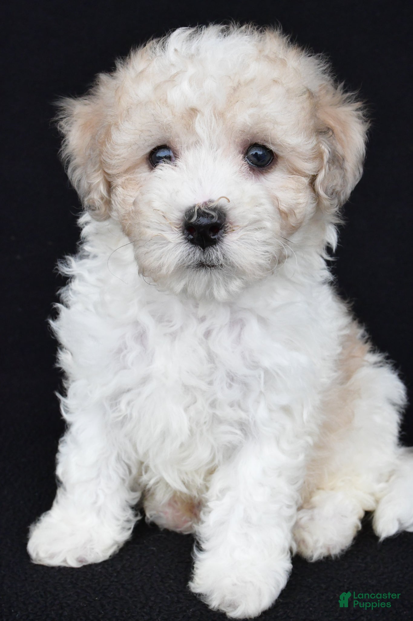 Miniature Poodle dogs Porter - Ad 2