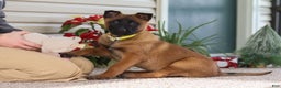 Belgian Malinois dogs for sale: Ginger - Ad 6