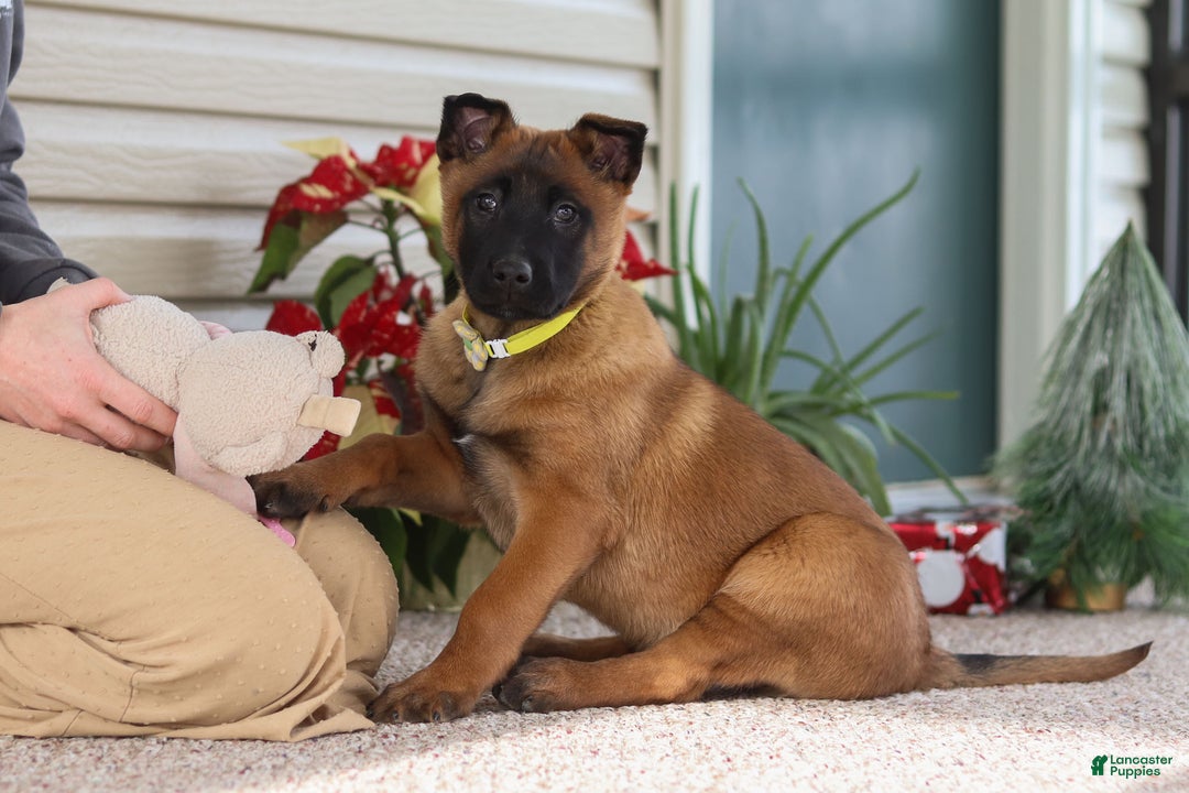 Belgian Malinois dogs for sale: Ginger - Ad 6
