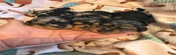 Miniature Dachshund dogs for sale: Dapple LH female  - Ad 1