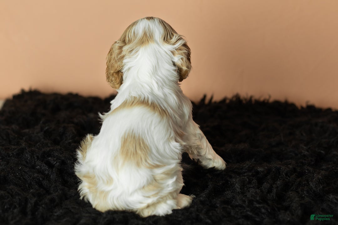 Cocker Spaniel dogs for sale: Cleo - Ad 6