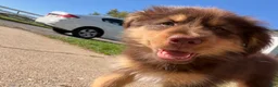 Mixed Breed dogs for sale: Bear - Ad 4