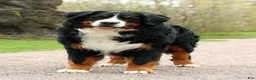 Bernedoodle dogs for sale: Wade - Ad 7