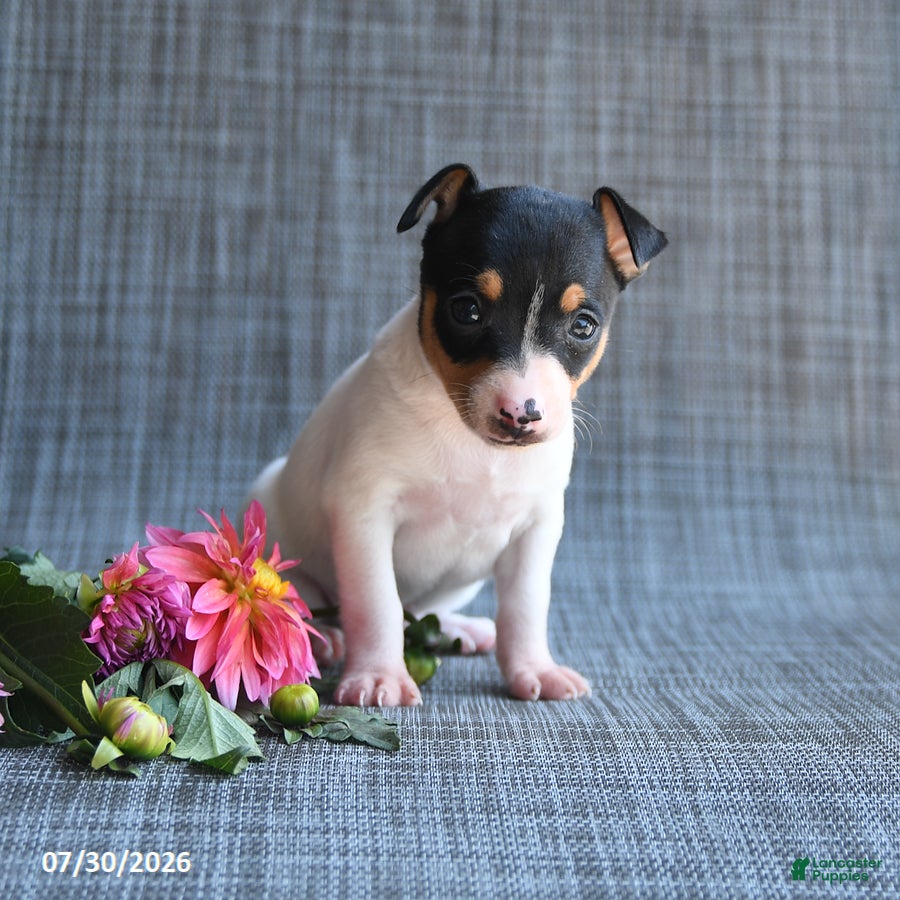 Toy Fox Terrier dogs Garth - Ad 1
