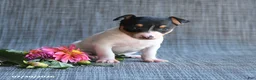 Toy Fox Terrier dogs for sale: Garth - Ad 1