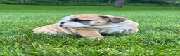 English Bulldog dogs for sale: Victor - Ad 6