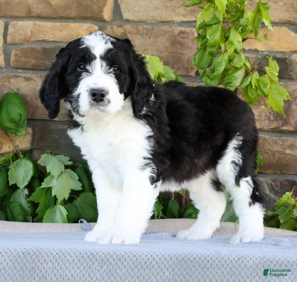 Saint Berdoodles dogs Ivy - Ad 1