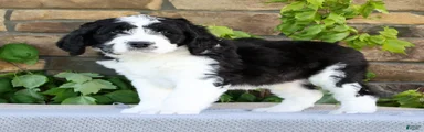 Ivy