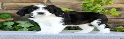 Saint Berdoodles dogs for sale: Ivy - Ad 1