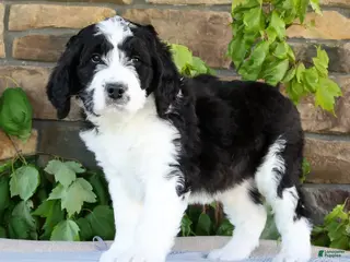 Saint Berdoodles dogs for sale: Ivy - Ad 3