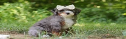 Mini Bernedoodle dogs for sale: Poppy - Ad 5