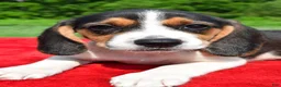 Beagle dogs for sale: Hazel - Ad 5