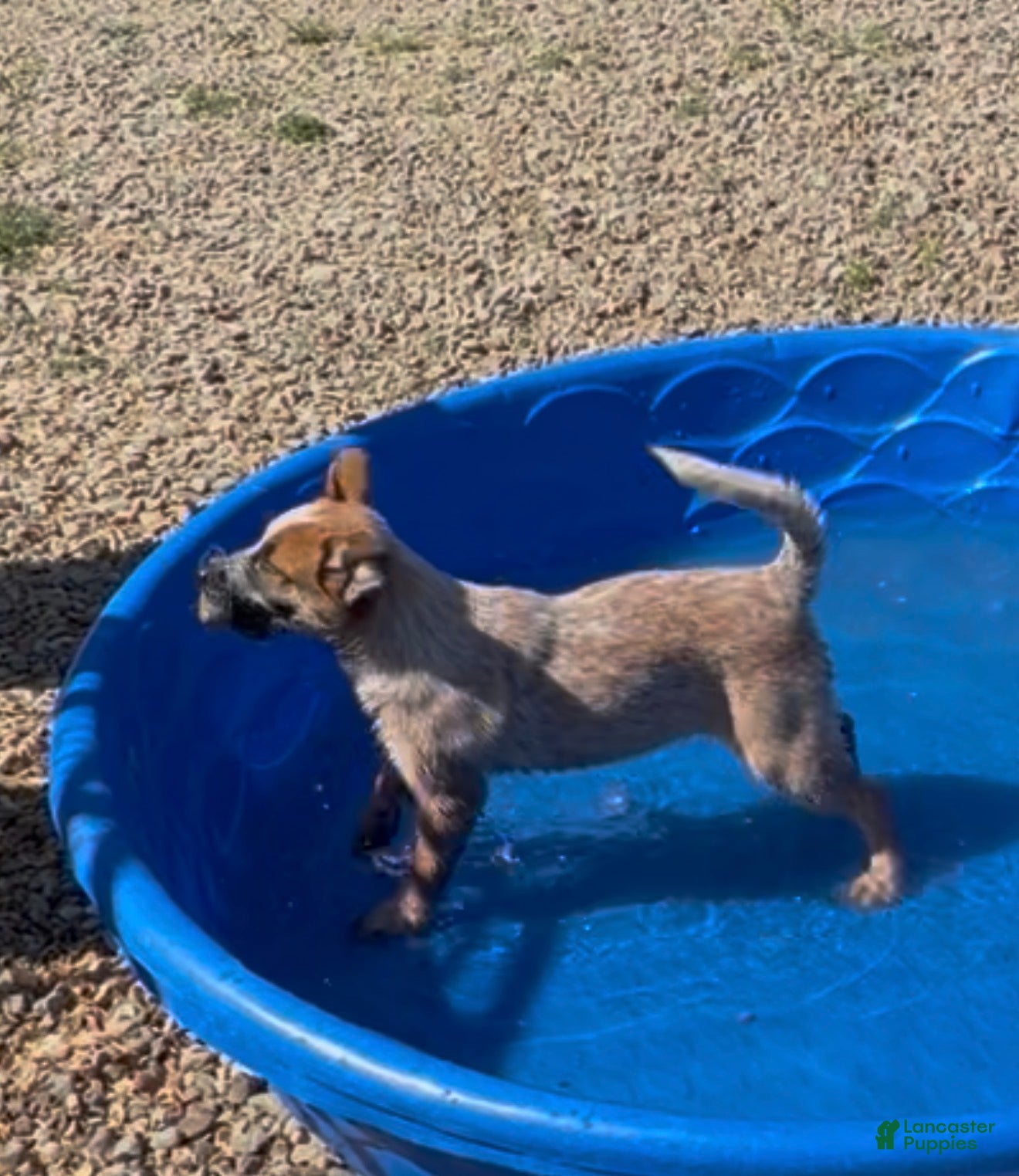 Australian Cattle Dog dogs Georgie Girl - Ad 38