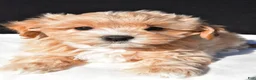 Maltipoo dogs for sale: Mia - Ad 4