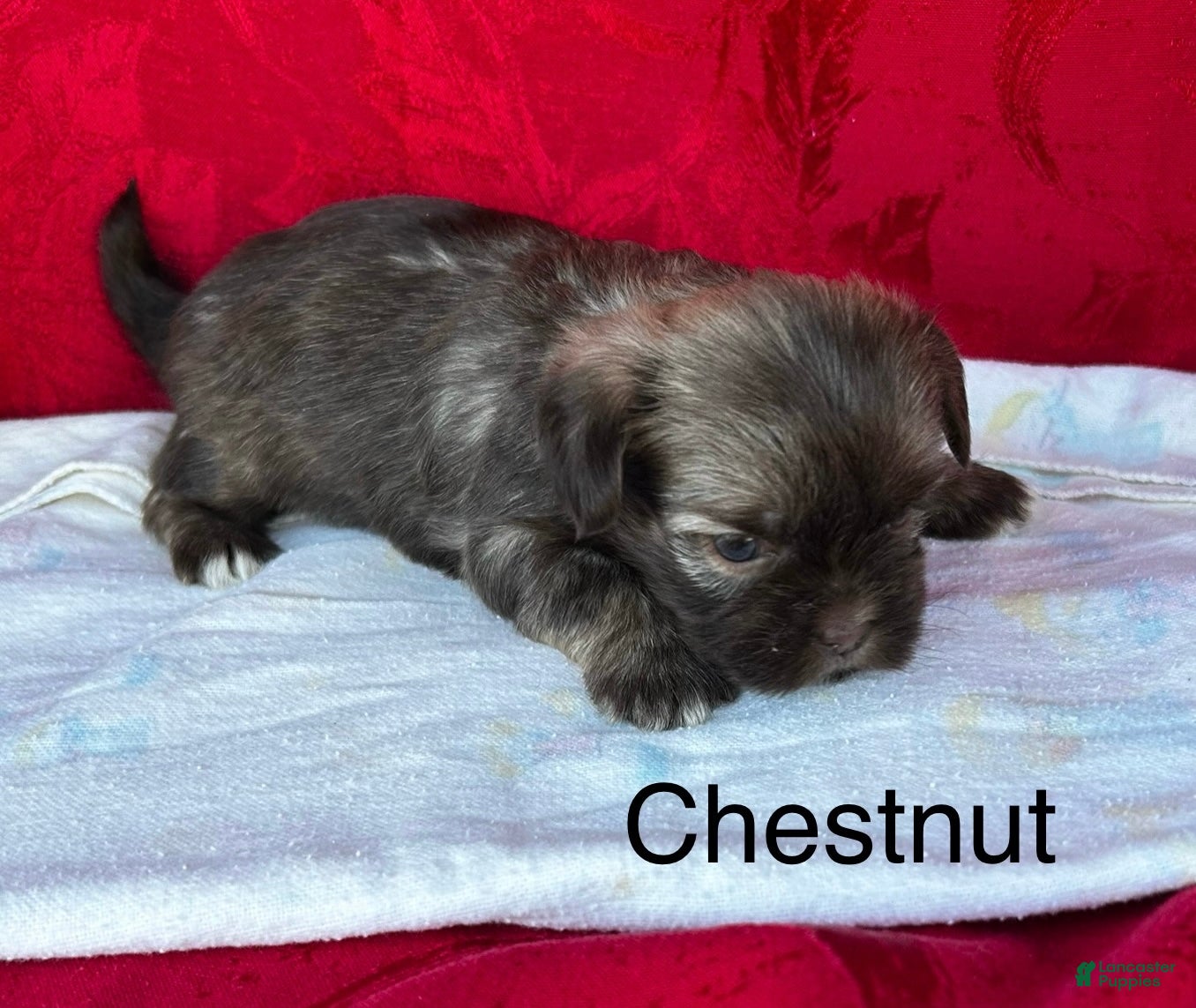 Lhasa Apso dogs Lhasa Apso Puppy 2 - Ad 12