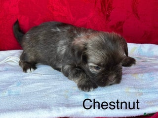 Lhasa Apso dogs Lhasa Apso Puppy 2 - Ad 19