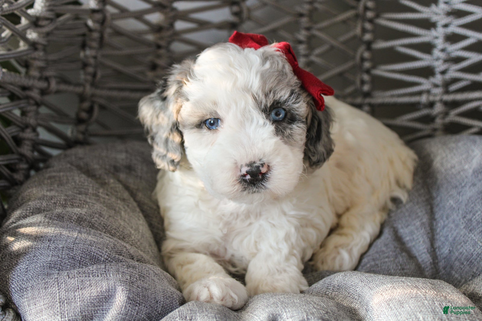 Mixed Breed dogs Eagle - Ad 1