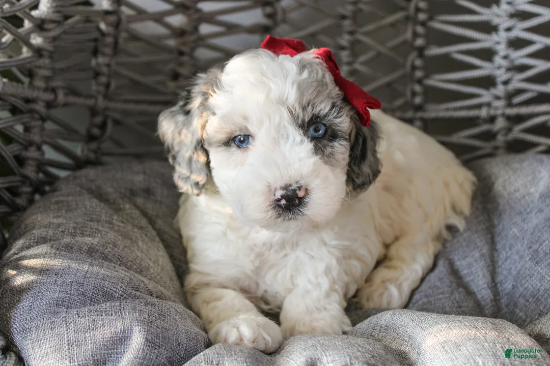 Mixed Breed dogs for sale: Eagle - Ad 1