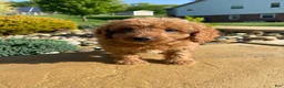 Cavapoo dogs for sale: Lucy - Ad 2