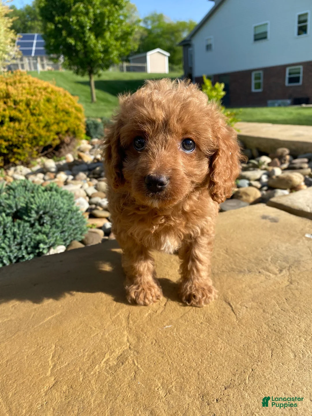 Cavapoo dogs for sale: Lucy - Ad 2