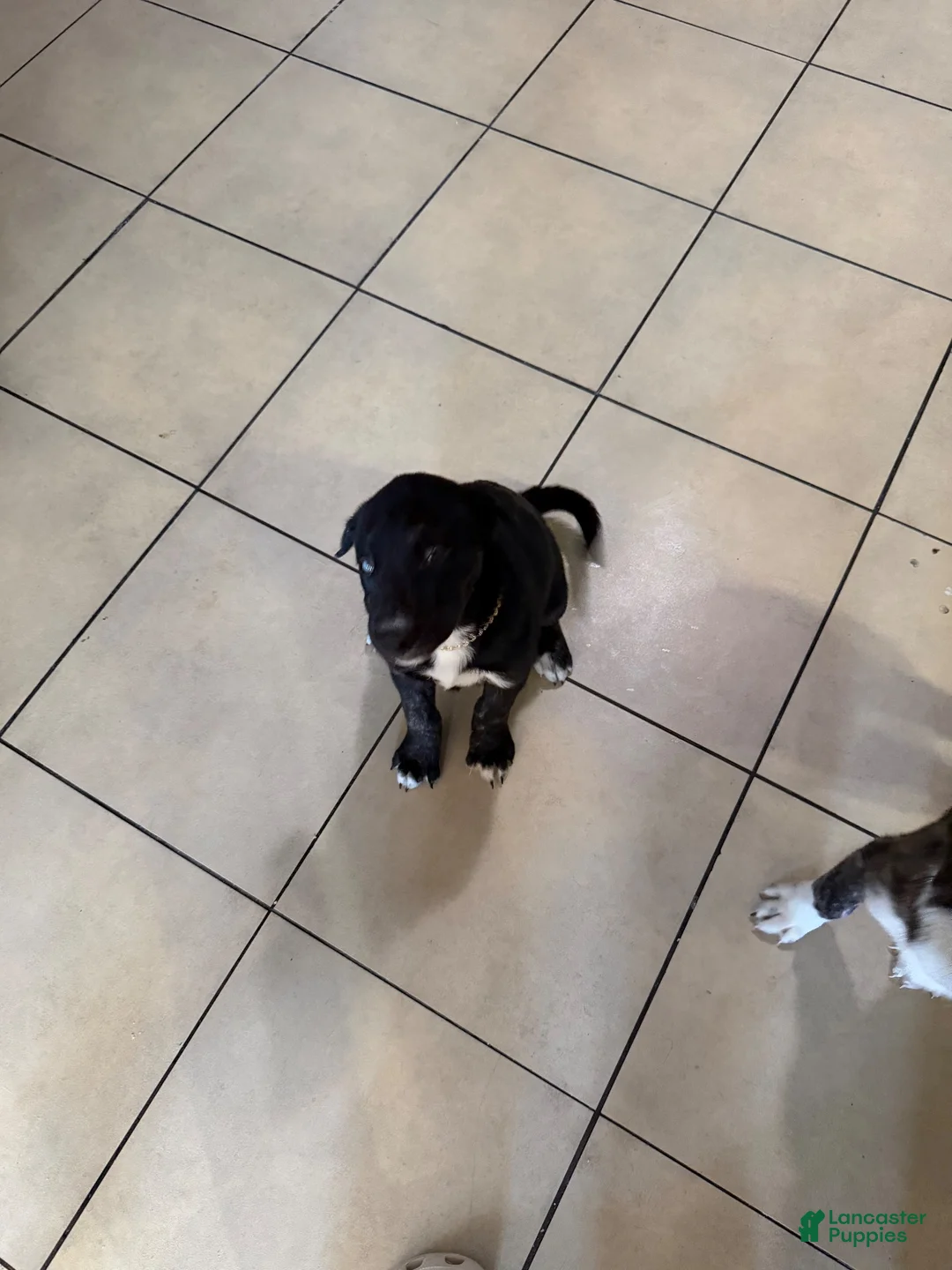 Mixed Breed dogs for sale: Mixed Breed 2 - Ad 3