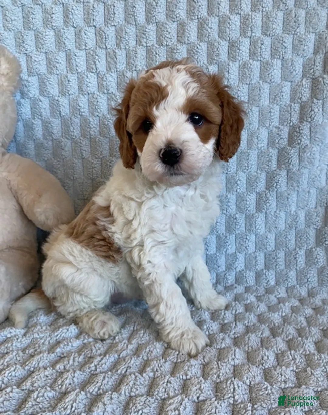 Cavapoo dogs for sale: Cheesecake - Ad 2