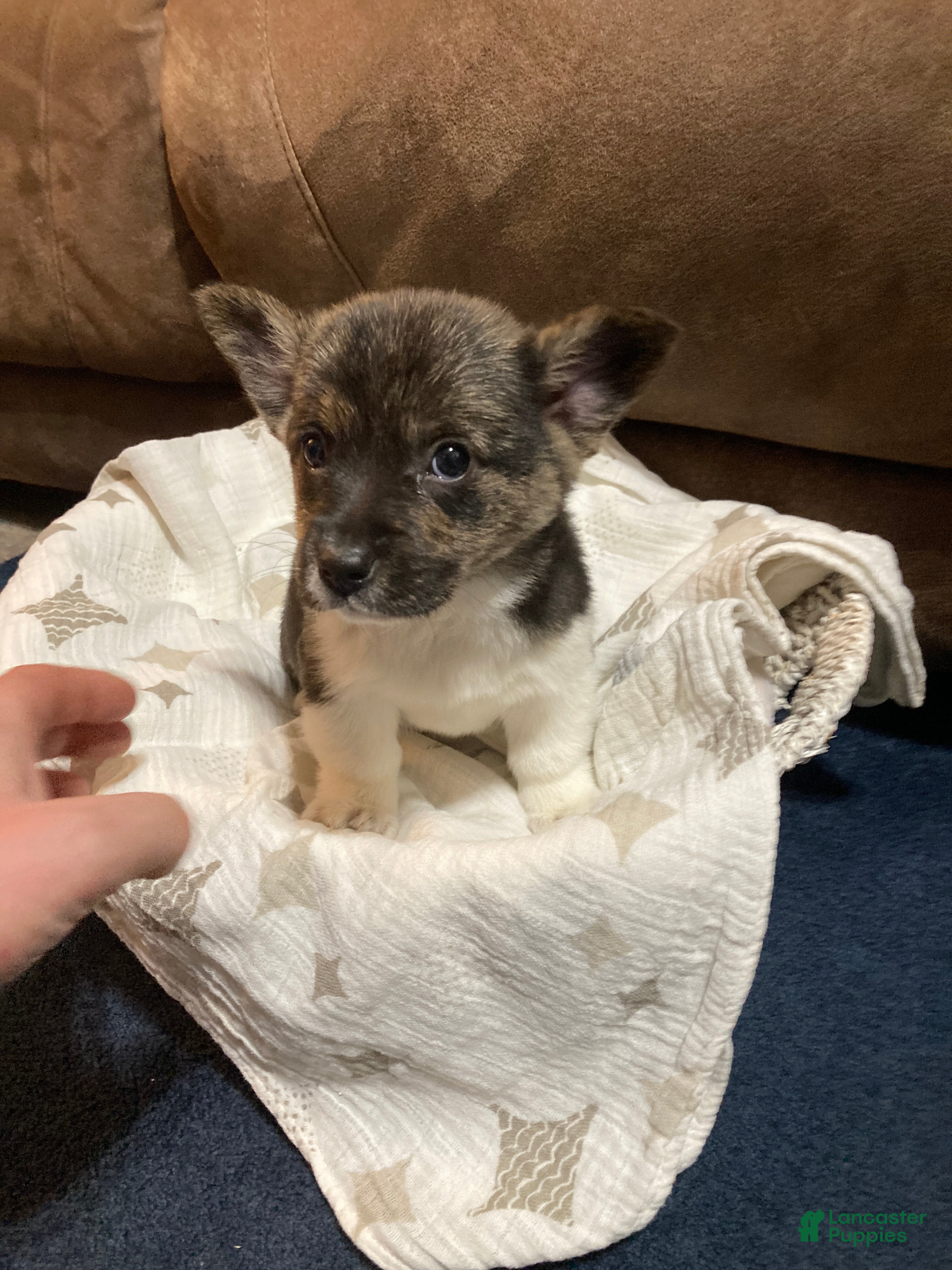 Mixed Breed dogs Trina - Ad 2