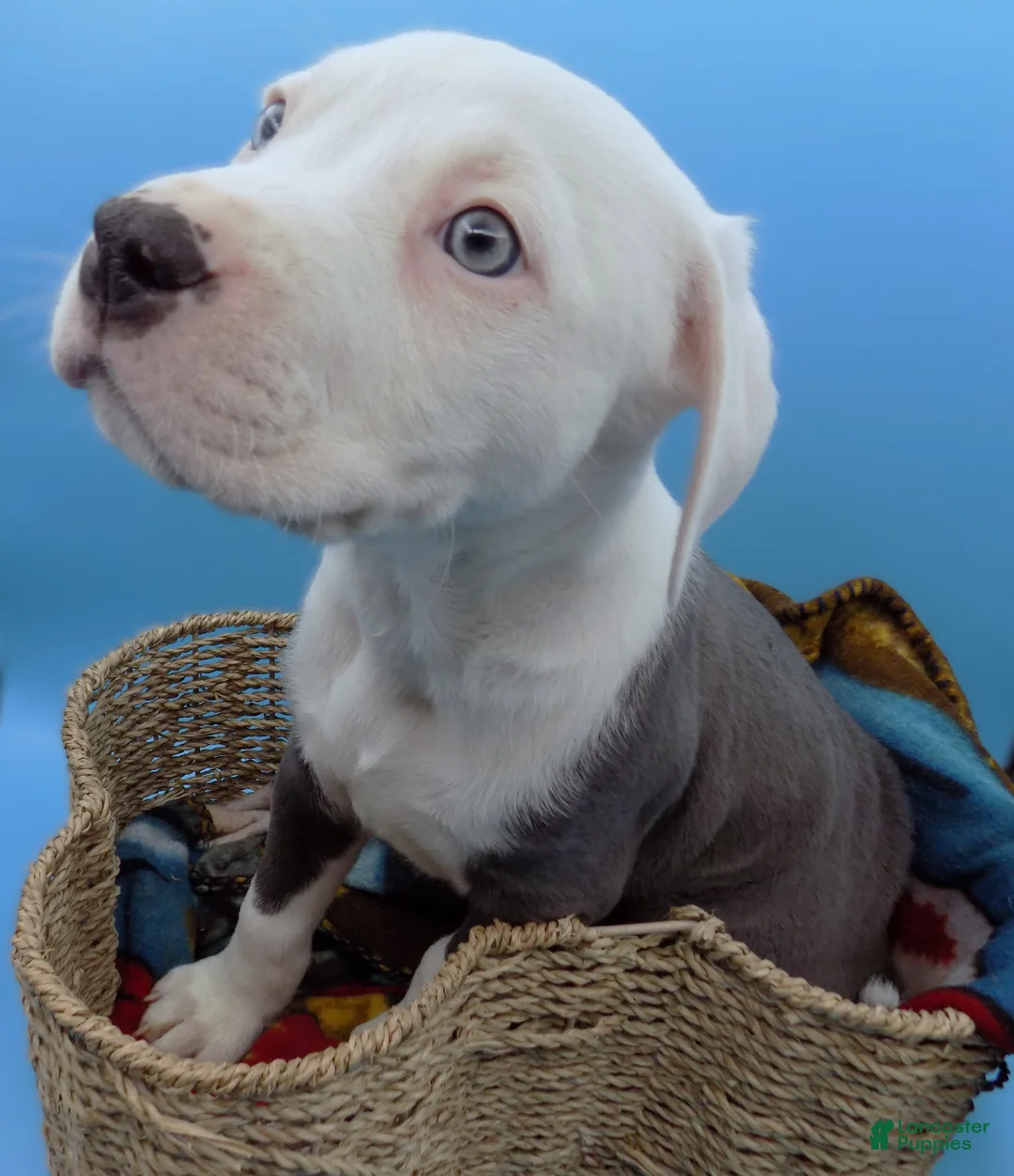 Mixed Breed dogs for sale: Mambo - Ad 10