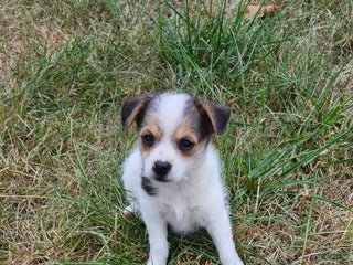 Mixed Breed dogs - Ad 6